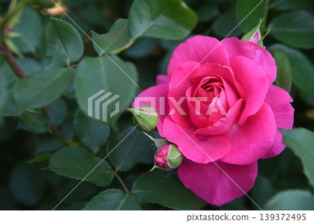 Roses Roses 139372495