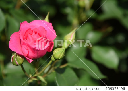 Roses Roses 139372496