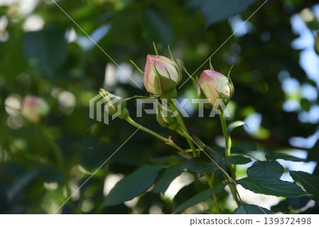 Roses Roses 139372498