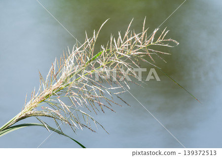 Closeup of delicate wild grass flower with soft focus background near water natural light minimal peaceful nature scene Closeup of delicate wild grass flower with soft focus background near water natural light minimal peaceful nature scene 139372513