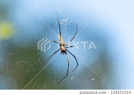 Closeup of spider resting on delicate web with soft blue background showing intricate silk pattern nature detail outdoor scene Closeup of spider resting on delicate web with soft blue background showing intricate silk pattern nature detail outdoor scene 139372514