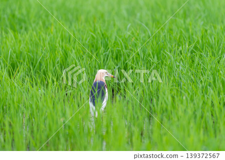 Cattle egret standing in lush green rice field searching for food in shallow water natural habitat wildlife bird in rural agriculture landscape calm environment Thailand countryside Cattle egret standing in lush green rice field searching for food in shallow water natural habitat wildlife bird in rural agriculture landscape calm environment Thailand countryside 139372567