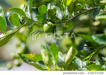 Fresh green lime growing on tree branch with glossy leaves in natural sunlight citrus fruit in garden healthy organic plant vibrant color outdoor environment 139372580