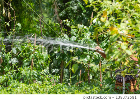 Farmer watering green vegetable plants with hose in sunny garden fresh crops growing on trellis natural agriculture activity promoting healthy growth and irrigation in rural farm 139372581