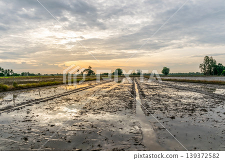 Muddy rice paddy filled with water reflecting evening sky and clouds in countryside farmland calm rural landscape agriculture season in Thailand horizon trees and natural light peaceful atmosphere 139372582