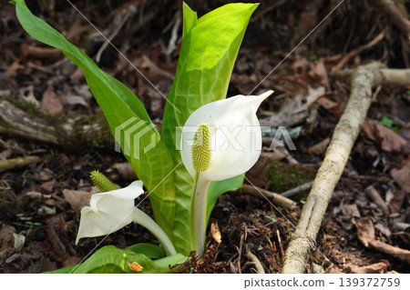 Skunk cabbage in Hokkaido in May 139372759