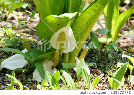 Skunk cabbage in Hokkaido in May 139372778
