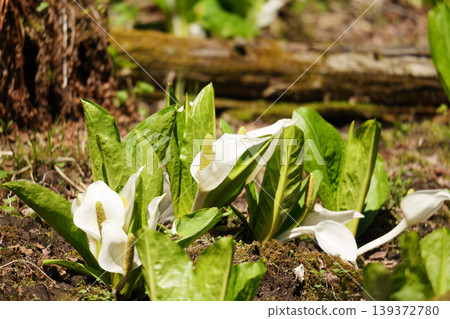 Skunk cabbage in Hokkaido in May Skunk cabbage in Hokkaido in May 139372780