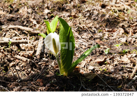 Skunk cabbage in Hokkaido in May 139372847