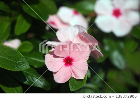 Vinca (pink and white flowers) Vinca (pink and white flowers) 139372906