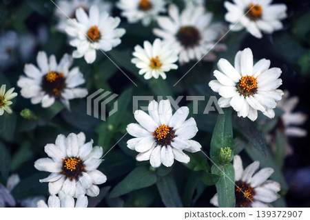 White zinnia flowers White zinnia flowers 139372907
