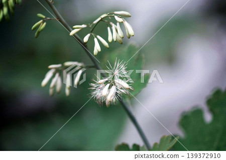 Wild flower Macleaya cordata in bloom Wild flower Macleaya cordata in bloom 139372910