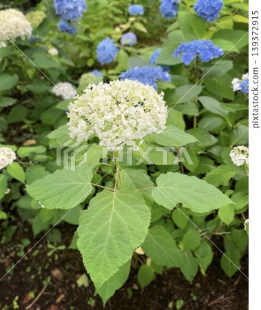 A pure white hydrangea (Annabelle, early summer garden, natural flower material) A pure white hydrangea (Annabelle, early summer garden, natural flower material) 139372915