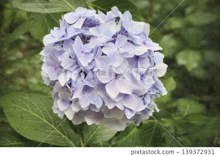 【初夏的優雅】雨後盛開的美麗淡紫色繡球花的特寫。 139372931