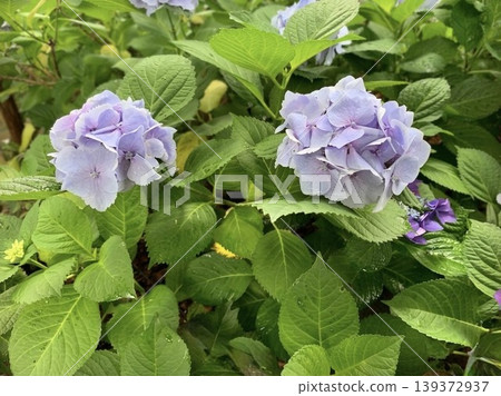 Refreshing light purple hydrangeas (Hydrangeas, early summer garden, background material of green and flowers) Refreshing light purple hydrangeas (Hydrangeas, early summer garden, background material of green and flowers) 139372937