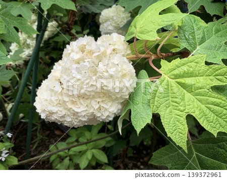 Fresh white oakleaf hydrangea flowers after the rain. Fresh white oakleaf hydrangea flowers after the rain. 139372961
