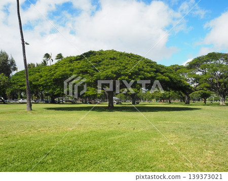 卡皮歐拉尼公園的藍天和綠色草坪|夏威夷檀香山 139373021