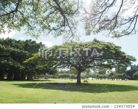 卡皮歐拉尼公園的藍天和綠色草坪|夏威夷檀香山 139373054