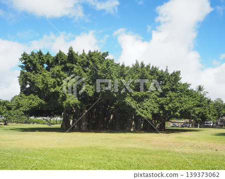 卡皮歐拉尼公園的藍天和綠色草坪|夏威夷檀香山 139373062