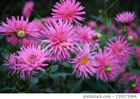 The delicate pink petals bloom with dignity in clusters of cactus-flowered dahlias spreading across the foothills of Mt. Ryogami. The delicate pink petals bloom with dignity in clusters of cactus-flowered dahlias spreading across the foothills of Mt. Ryogami. 139373064