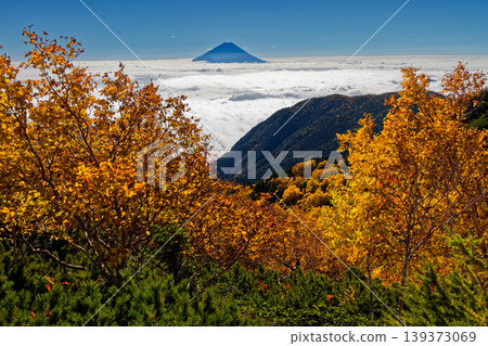 The yellowing leaves of the Japanese white birch trees on the ridge of Mt. Yakushidake in the Southern Alps, and Mt. Fuji. The yellowing leaves of the Japanese white birch trees on the ridge of Mt. Yakushidake in the Southern Alps, and Mt. Fuji. 139373069