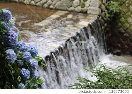 殺水瀑布(神奈川縣足柄郡山下町)~繡球花和瀧澤川 殺水瀑布(神奈川縣足柄郡山下町)~繡球花和瀧澤川 139373093