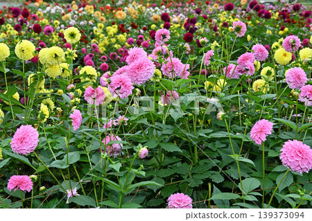 A festival of colors filling the foothills: A dahlia garden in full bloom at the foot of Mt. Ryogami. A festival of colors filling the foothills: A dahlia garden in full bloom at the foot of Mt. Ryogami. 139373094