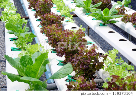 organic hydroponic vegetable in farm 139373104