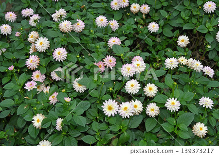 A cluster of delicate, small flowers stands out against the green: Elegant pom-pom dahlias spread across the foothills of Mt. Ryogami. A cluster of delicate, small flowers stands out against the green: Elegant pom-pom dahlias spread across the foothills of Mt. Ryogami. 139373217