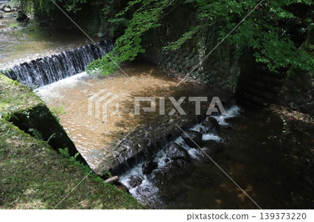 Shasui Falls (Yamashita Town, Ashigarakami District, Kanagawa Prefecture) - Deep green foliage and the flow of the Takizawa River 139373220
