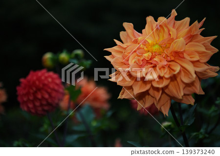 The lingering orange glow of autumn lights up the deepening season; decorative dahlias add color to the tranquility at the foot of Mt. Ryogami. The lingering orange glow of autumn lights up the deepening season; decorative dahlias add color to the tranquility at the foot of Mt. Ryogami. 139373240