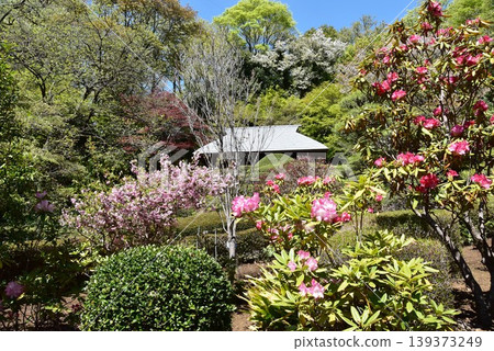 The fully bloomed rhododendrons and fresh greenery in the back garden of Machida Yakushiike Park Shikisai no Mori Peony Garden (Machida Peony Garden) The fully bloomed rhododendrons and fresh greenery in the back garden of Machida Yakushiike Park Shikisai no Mori Peony Garden (Machida Peony Garden) 139373249