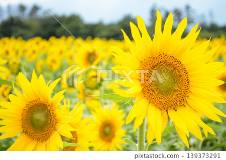 A field of sunflowers in full bloom under a blue sky, with a single flower in the foreground. A field of sunflowers in full bloom under a blue sky, with a single flower in the foreground. 139373291