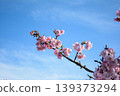 櫻花枝在藍天和春天的到來中閃閃發光 139373294