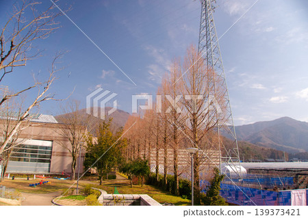 Landscape with Metasequoia trees Landscape with Metasequoia trees 139373421