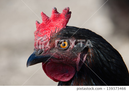 Close-Up Portrait of a Black Chicken With Bright Red Comb and Intense Yellow Eye on Farm Close-Up Portrait of a Black Chicken With Bright Red Comb and Intense Yellow Eye on Farm 139373466