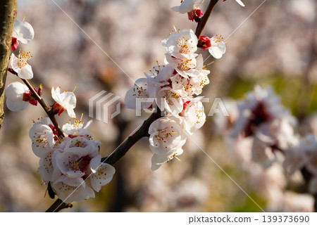 Apricot tree flowers on sky background 139373690