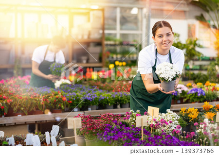 Young female florist offering potted blooming iberis in greenhouse Young female florist offering potted blooming iberis in greenhouse 139373766