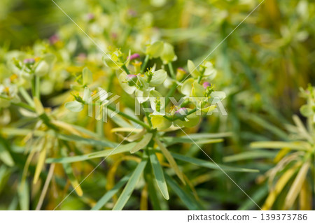 Blooming Euphorbia regis-jubae Blooming Euphorbia regis-jubae 139373786