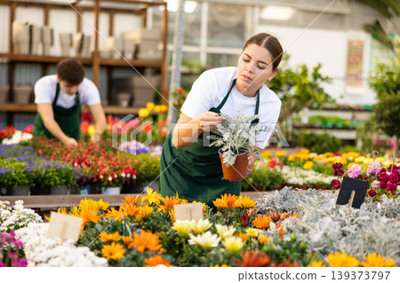 Young gardening shop salesgirl arranging pots with cineraria maritima Young gardening shop salesgirl arranging pots with cineraria maritima 139373797