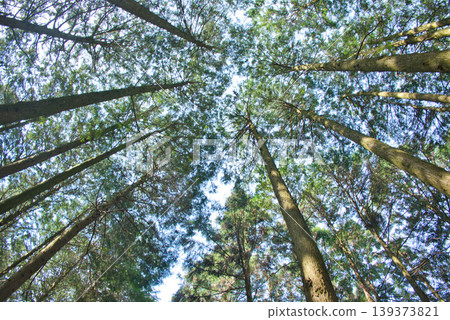Cedar forests looking up from the bottom Cedar forests looking up from the bottom 139373821