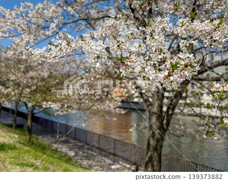Cherry blossom trees in full bloom along the riverside, bathed in spring sunlight. April 11, 2026, Osaka City, Japan. Cherry blossom trees in full bloom along the riverside, bathed in spring sunlight. April 11, 2026, Osaka City, Japan. 139373882