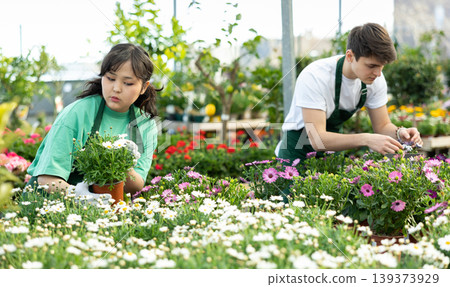 Young Asian female florist arranging potted Argyranthemum frutescens Young Asian female florist arranging potted Argyranthemum frutescens 139373929