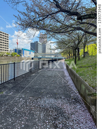 A quiet spring promenade with cherry blossom petals fluttering down. April 11, 2026, Osaka City, Japan. A quiet spring promenade with cherry blossom petals fluttering down. April 11, 2026, Osaka City, Japan. 139373948