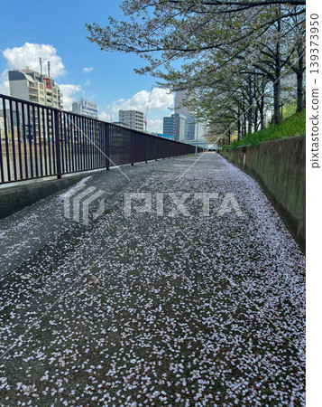 A quiet spring promenade with cherry blossom petals fluttering down. April 11, 2026, Osaka City, Japan. A quiet spring promenade with cherry blossom petals fluttering down. April 11, 2026, Osaka City, Japan. 139373950