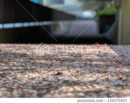 A quiet spring promenade with cherry blossom petals fluttering down. April 11, 2026, Osaka City, Japan. A quiet spring promenade with cherry blossom petals fluttering down. April 11, 2026, Osaka City, Japan. 139373953