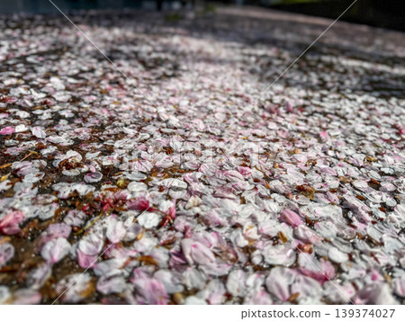 落下的櫻花花瓣鋪滿大地,留下春天的餘韻。 2026年4月11日,日本大阪市 落下的櫻花花瓣鋪滿大地,留下春天的餘韻。 2026年4月11日,日本大阪市 139374027
