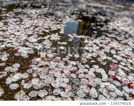 A carpet of fallen cherry blossom petals leaves a lingering trace of spring on the ground. 2026.04.11 Osaka City, Japan A carpet of fallen cherry blossom petals leaves a lingering trace of spring on the ground. 2026.04.11 Osaka City, Japan 139374028
