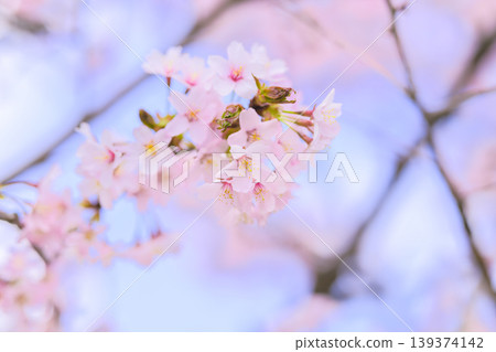 Cherry blossoms in full bloom (taken with an old lens) Cherry blossoms in full bloom (taken with an old lens) 139374142