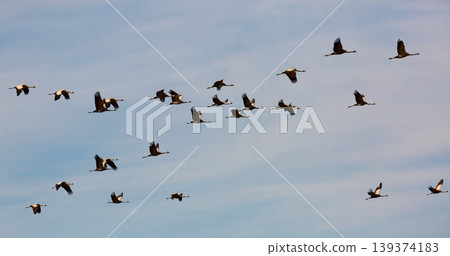 Flock of cranes in flight Flock of cranes in flight 139374183